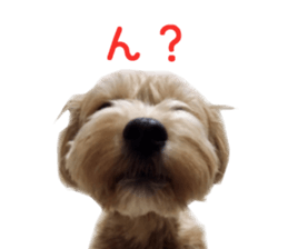 Real DOG Maltipoo sticker #13686378