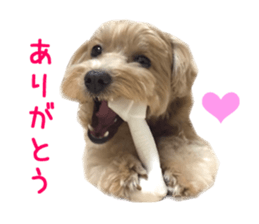 Real DOG Maltipoo sticker #13686379