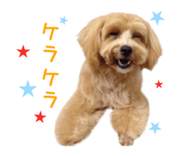 Real DOG Maltipoo sticker #13686380