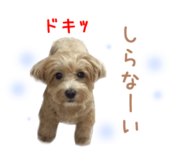 Real DOG Maltipoo sticker #13686382