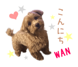 Real DOG Maltipoo sticker #13686383