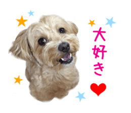 Real DOG Maltipoo sticker #13686384