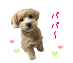 Real DOG Maltipoo sticker #13686385