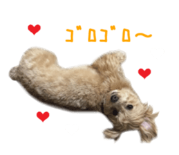 Real DOG Maltipoo sticker #13686387