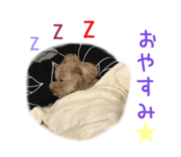 Real DOG Maltipoo sticker #13686389