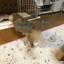 Mi-chang sticker #13687625