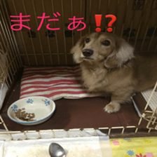 Mi-chang sticker #13687626