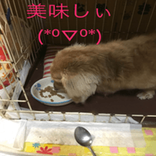 Mi-chang sticker #13687627