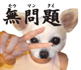 Chihuahua man sticker #13688430