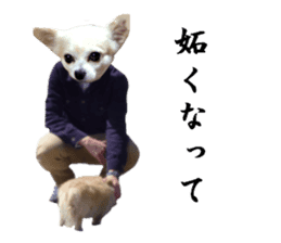 Chihuahua man sticker #13688432