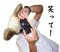 Chihuahua man sticker #13688433