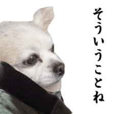 Chihuahua man sticker #13688434