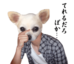 Chihuahua man sticker #13688435