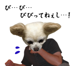 Chihuahua man sticker #13688436