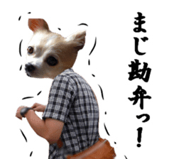 Chihuahua man sticker #13688437