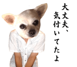 Chihuahua man sticker #13688439