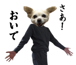 Chihuahua man sticker #13688440