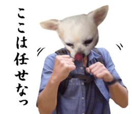 Chihuahua man sticker #13688442