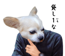 Chihuahua man sticker #13688443