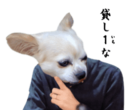 Chihuahua man sticker #13688443
