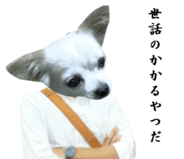 Chihuahua man sticker #13688444