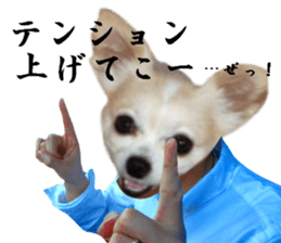 Chihuahua man sticker #13688445