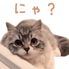 Real CAT -Scottish Fold-