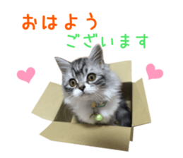 Real CAT -Scottish Fold- sticker #13689630