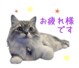 Real CAT -Scottish Fold- sticker #13689631