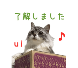 Real CAT -Scottish Fold- sticker #13689632