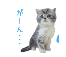 Real CAT -Scottish Fold- sticker #13689633