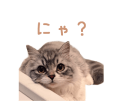 Real CAT -Scottish Fold- sticker #13689634