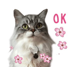 Real CAT -Scottish Fold- sticker #13689636