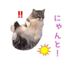 Real CAT -Scottish Fold- sticker #13689637