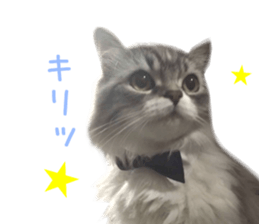 Real CAT -Scottish Fold- sticker #13689638