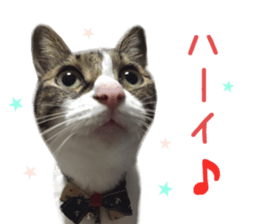 Real CAT -Scottish Fold- sticker #13689639