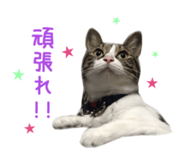 Real CAT -Scottish Fold- sticker #13689640