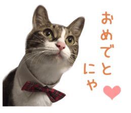 Real CAT -Scottish Fold- sticker #13689641