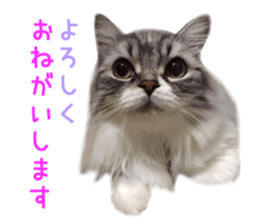Real CAT -Scottish Fold- sticker #13689642