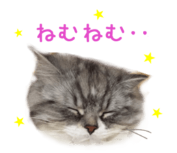 Real CAT -Scottish Fold- sticker #13689644
