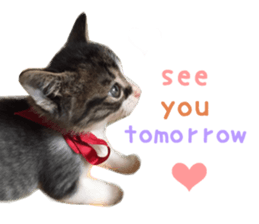 Real CAT -Scottish Fold- sticker #13689645