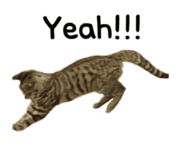 A stray cat moves. sticker #13689774