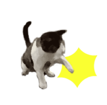 A stray cat moves. sticker #13689782