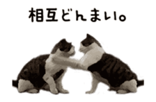 A stray cat moves. sticker #13689784