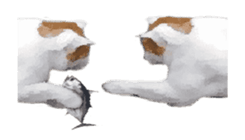 A stray cat moves. sticker #13689787