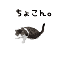 A stray cat moves. sticker #13689788