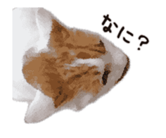 A stray cat moves. sticker #13689790