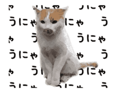 A stray cat moves. sticker #13689791