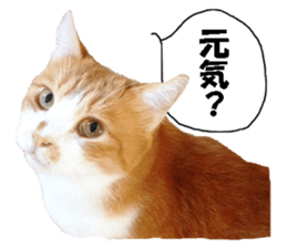 Crazy cats! 2 sticker #13691270