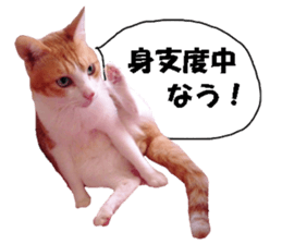 Crazy cats! 2 sticker #13691271